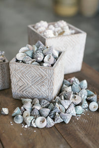 Pavo Planter