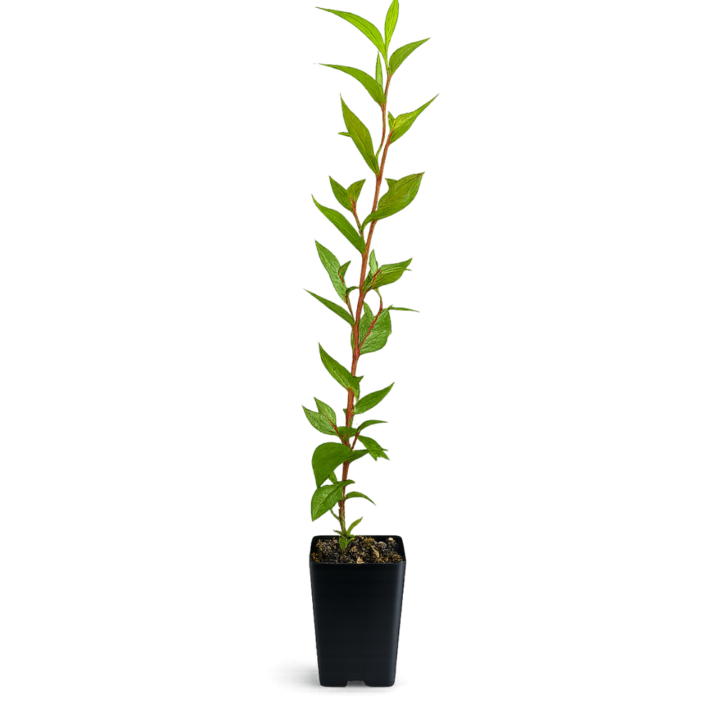Peppermint Willow – Aromatic Bonsai Starter Tree
