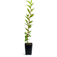 Peppermint Willow – Aromatic Bonsai Starter Tree
