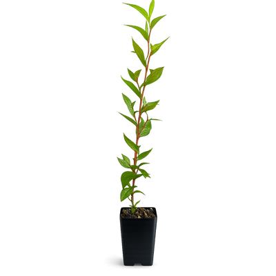 Peppermint Willow – Aromatic Bonsai Starter Tree