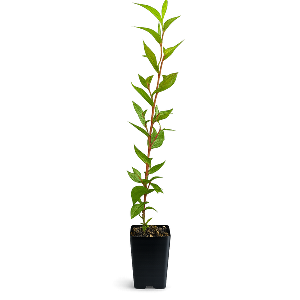 Peppermint Willow – Aromatic Bonsai Starter Tree