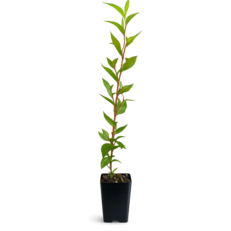 Peppermint Willow – Aromatic Bonsai Starter Tree