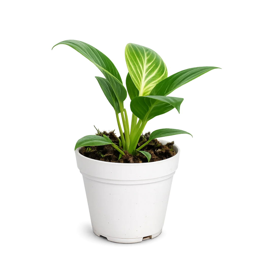 Philodendron Birkin Plant - Variegated Indoor Tropical Plant Gift
