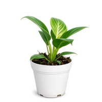 Philodendron Birkin Plant - Variegated Indoor Tropical Plant Gift