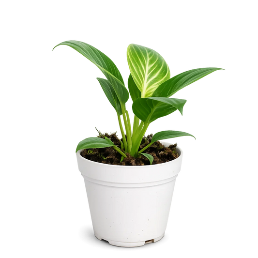 Philodendron Birkin Plant - Variegated Indoor Tropical Plant Gift