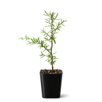 Pink Manuka Tea Tree – Drought Tolerant Starter Plant