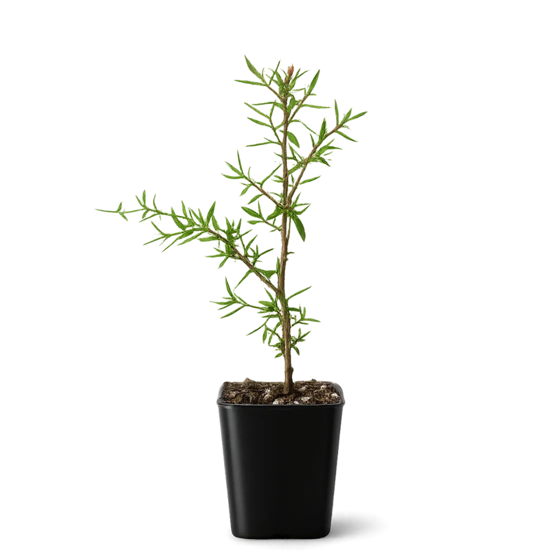 Pink Manuka Tea Tree – Drought Tolerant Starter Plant