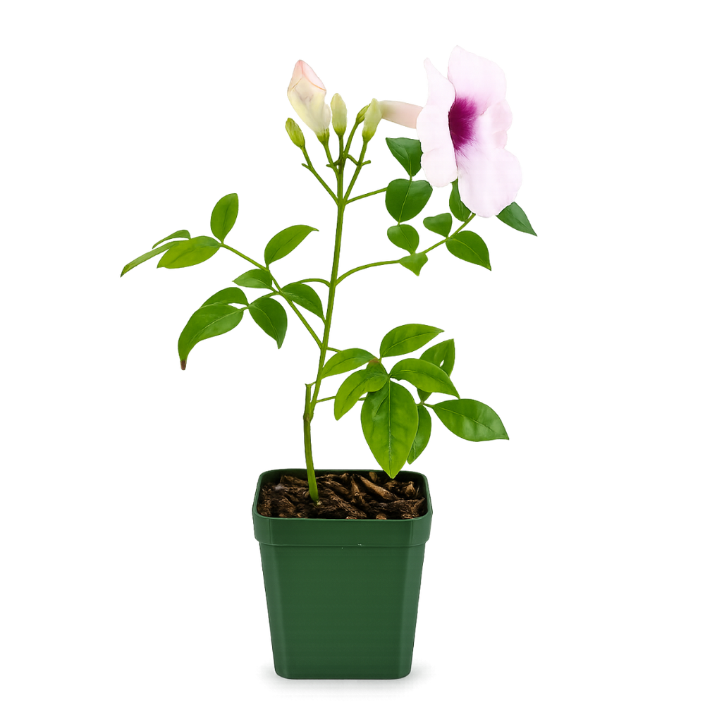 Pink Bower Vine Starter Plant - Pandorea Jasminoides
