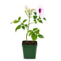 Pink Bower Vine Starter Plant - Pandorea Jasminoides