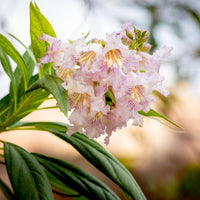 Pink Dawn Chitalpa – Flowering Garden Starter Tree (4 inch)