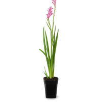 Pink Kangaroo Paw – Drought-Tolerant Perennial Starter Plant