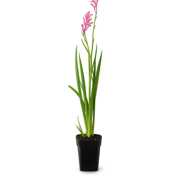 Pink Kangaroo Paw – Drought-Tolerant Perennial Starter Plant