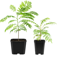 Jacaranda Tree Starter – Purple Flowering Tropical Plant for Garden