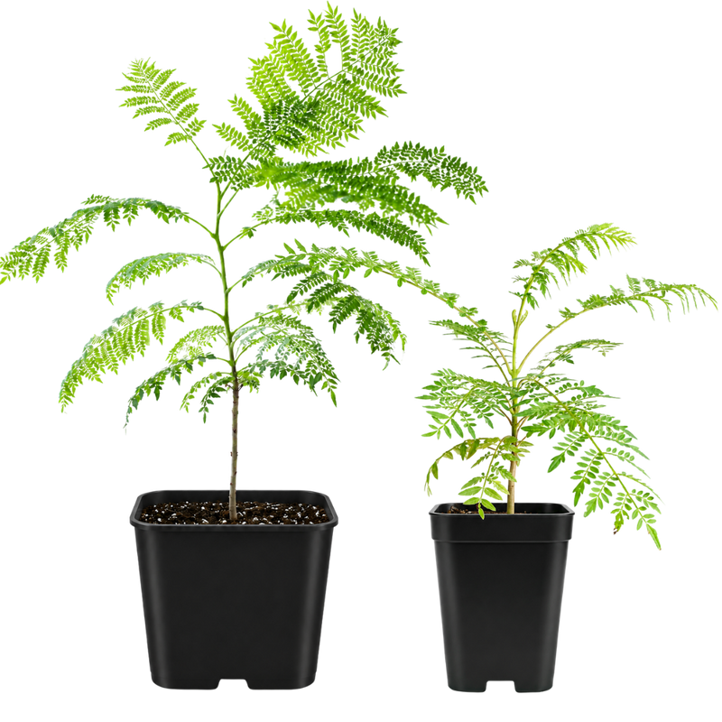 Jacaranda Tree Starter – Purple Flowering Tropical Plant for Garden