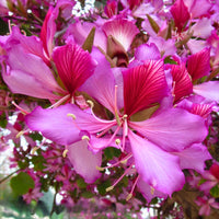Orchid Tree – Flowering Garden Starter Tree