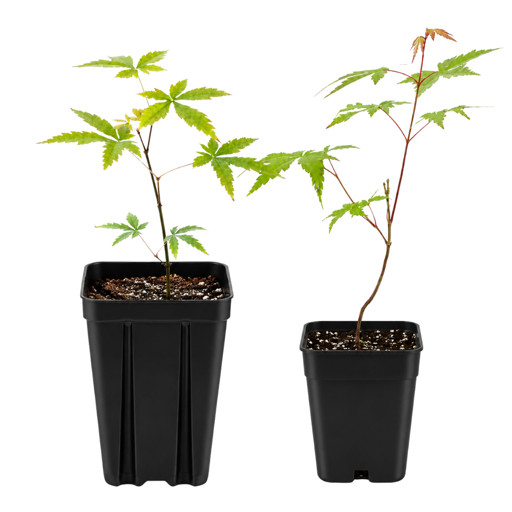 Maple Tree – Ornamental Garden Starter Tree