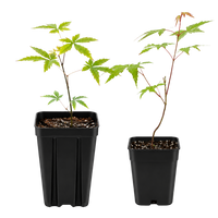 Maple Tree – Ornamental Garden Starter Tree
