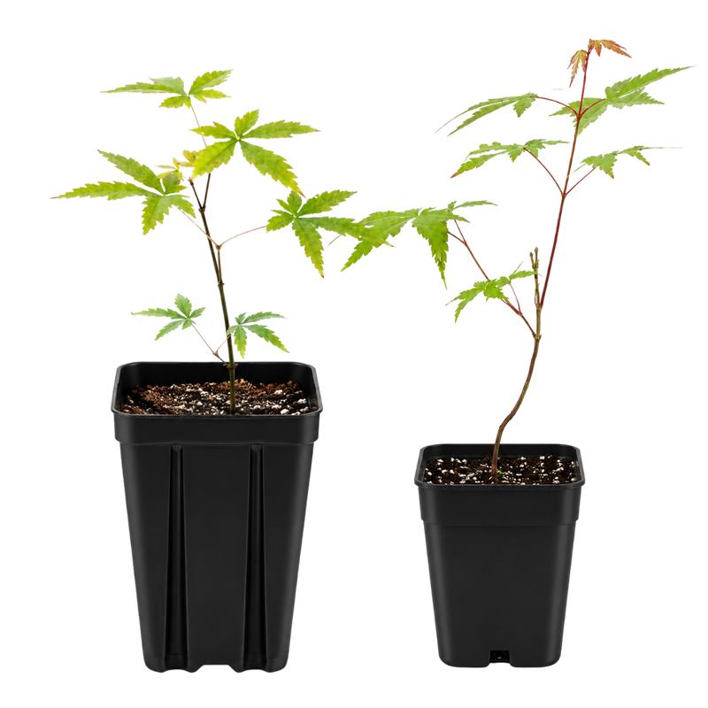 Maple Tree – Ornamental Garden Starter Tree