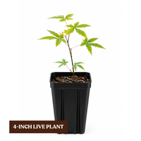 Maple Tree – Ornamental Garden Starter Tree