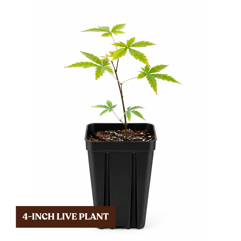 Maple Tree – Ornamental Garden Starter Tree
