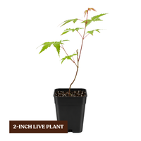 Maple Tree – Ornamental Garden Starter Tree