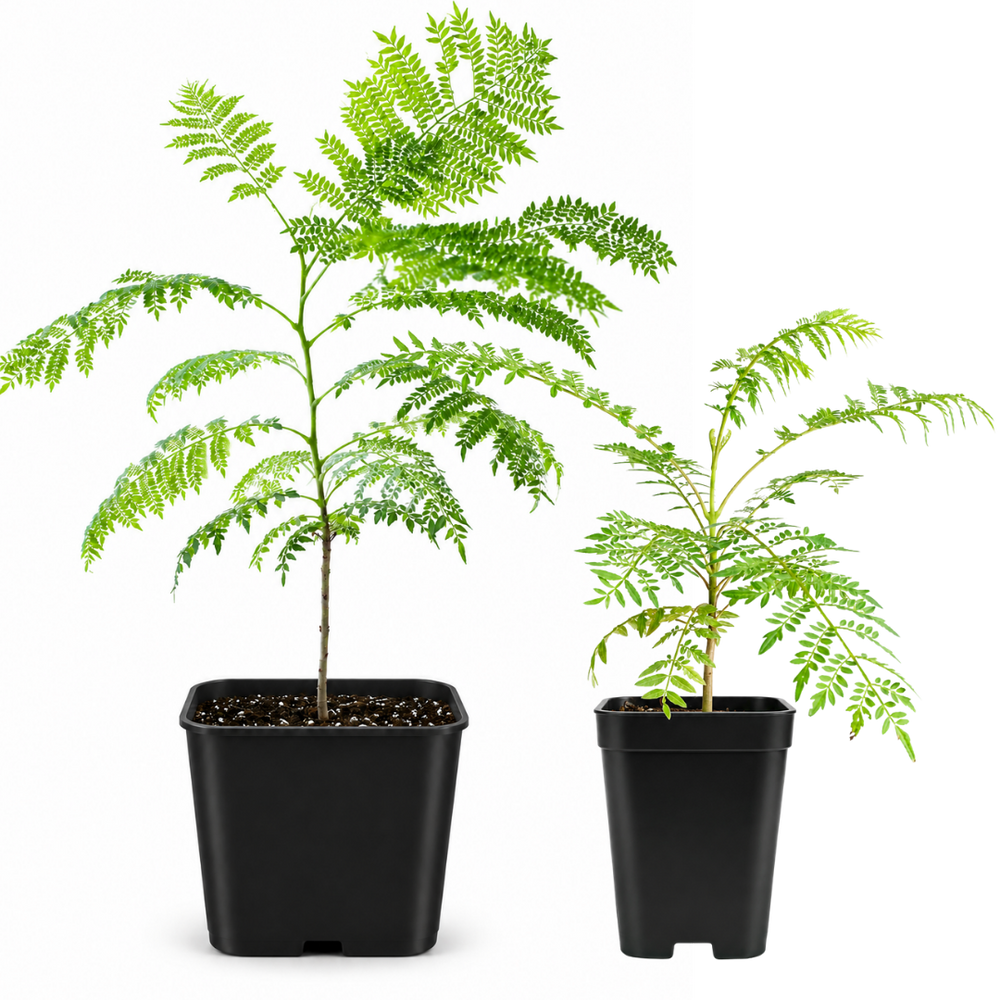 Jacaranda Tree Starter – Purple Flowering Tropical Plant for Garden