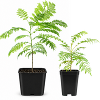 Jacaranda Tree Starter – Purple Flowering Tropical Plant for Garden