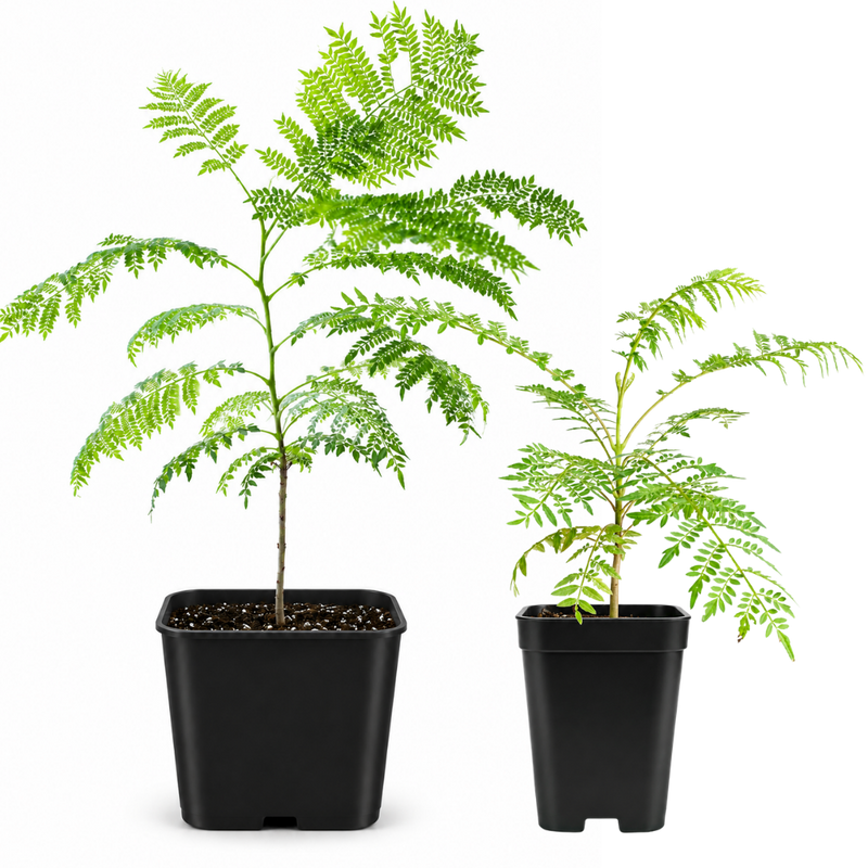 Jacaranda Tree Starter – Purple Flowering Tropical Plant for Garden