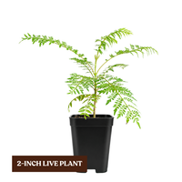Jacaranda Tree Starter – Purple Flowering Tropical Plant for Garden
