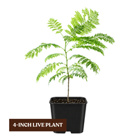 Jacaranda Tree Starter – Purple Flowering Tropical Plant for Garden