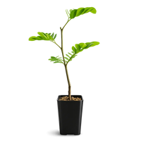 Powderpuff Pink Tree Starter - Calliandra Inaequilatera