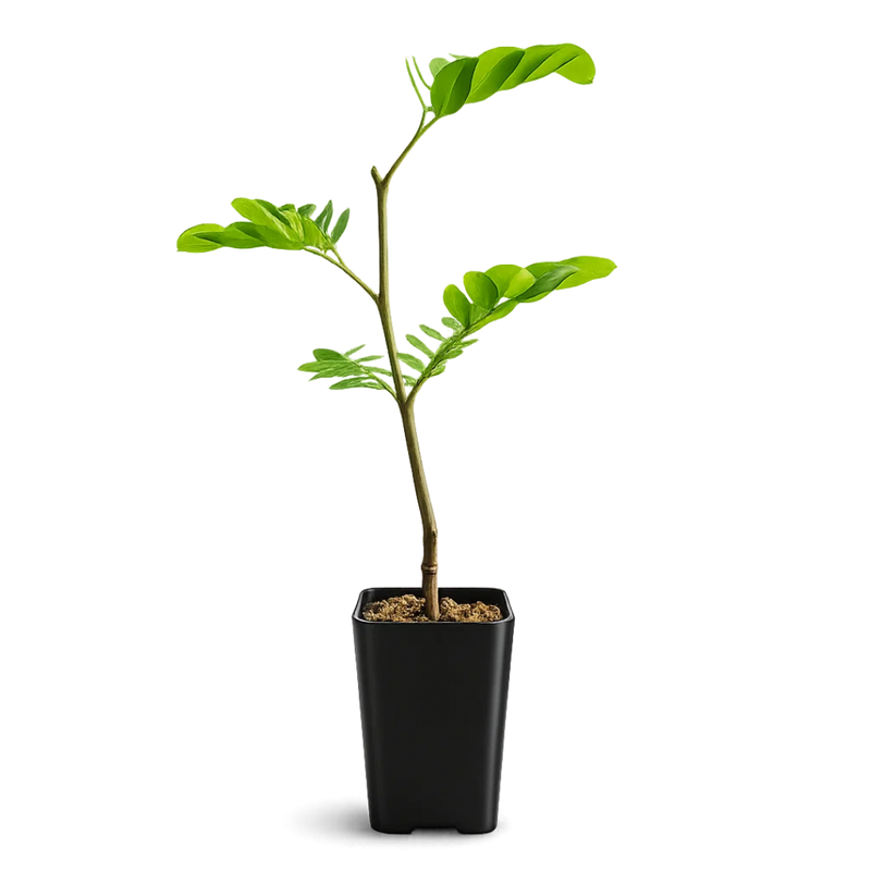 Powderpuff Pink Tree Starter - Calliandra Inaequilatera