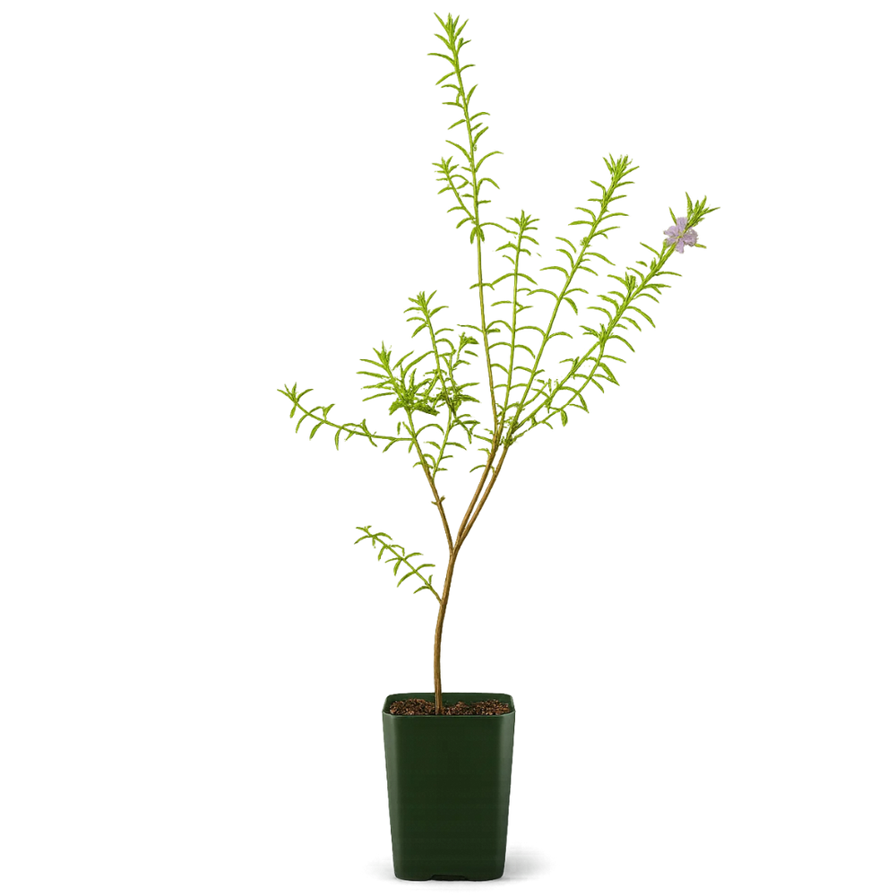 Coastal Rosemary – Purple Flowering Evergreen Shrub