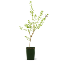 Coastal Rosemary – Purple Flowering Evergreen Shrub