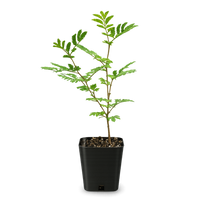 Purple Leaf Acacia – Drought-Tolerant Weeping Starter Tree