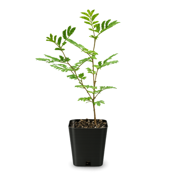 Purple Leaf Acacia – Drought-Tolerant Weeping Starter Tree