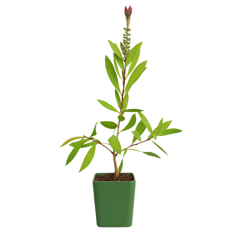 Red Bottlebrush Plant - Callistemon Citrinus for Outdoor Gardens