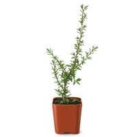 Ruby Glow Manuka Tea Tree – Red Flower Bonsai Starter