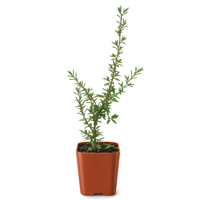 Ruby Glow Manuka Tea Tree – Red Flower Bonsai Starter