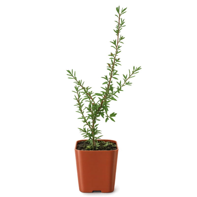 Ruby Glow Manuka Tea Tree – Red Flower Bonsai Starter
