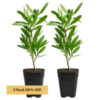 Purple Bottlebrush Starter Plant - Callistemon Citrinus