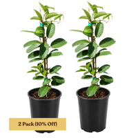 Madagascar Jasmine (Stephanotis) – Fragrant Flowering Vine (1 Gallon)
