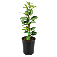 Madagascar Jasmine (Stephanotis) – Fragrant Flowering Vine (1 Gallon)