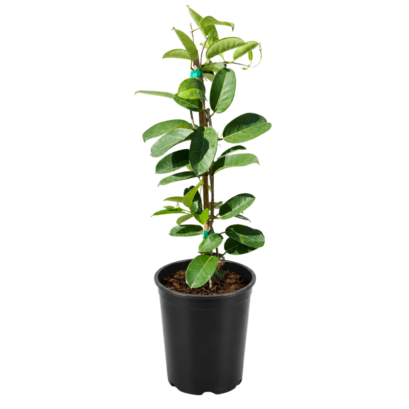Madagascar Jasmine (Stephanotis) – Fragrant Flowering Vine (1 Gallon)