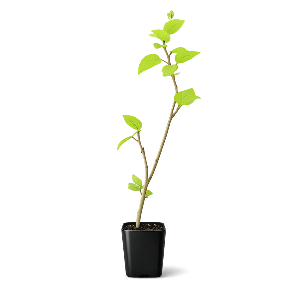 Tropical Hibiscus Lipstick Pink – Live Starter Plant for Garden