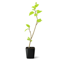 Tropical Hibiscus Lipstick Pink – Live Starter Plant for Garden