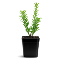 Variegated Boxwood – Evergreen Bonsai Starter Shrub