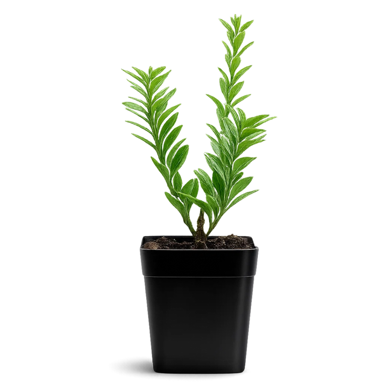 Variegated Boxwood – Evergreen Bonsai Starter Shrub
