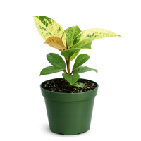 Ficus Shivereana Moonshine – Rare Variegated Indoor Rubber Plant