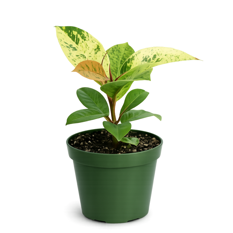 Ficus Shivereana Moonshine – Rare Variegated Indoor Rubber Plant